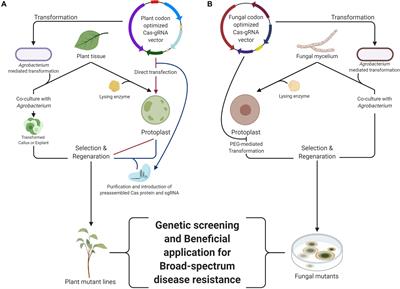 Plant and <mark class="highlighted">Fungal Genome</mark> Editing to Enhance Plant Disease Resistance Using the CRISPR/Cas9 System